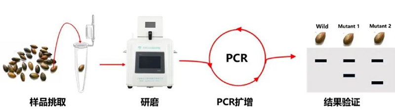 高通量組織研磨器應(yīng)用種子庫(kù)建設(shè)